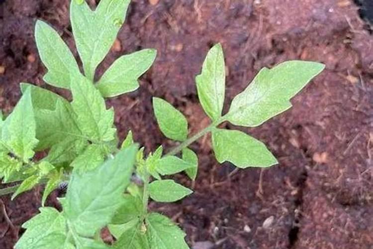 上海澳科氏肥料怎么样