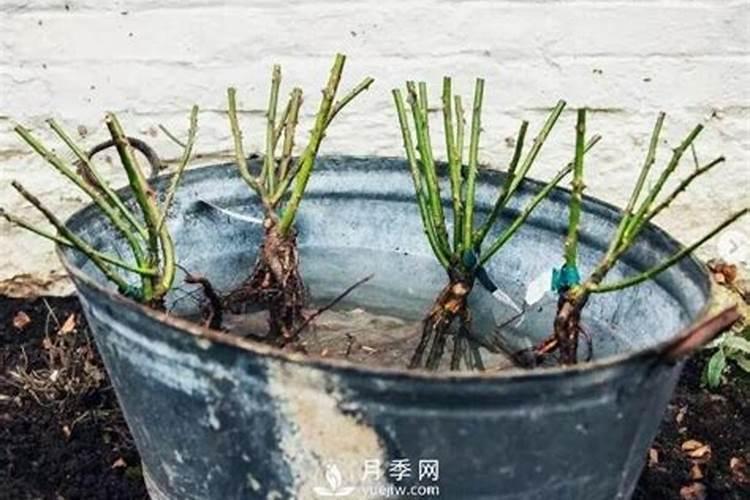 春季月季裸根移栽注意事项和方法