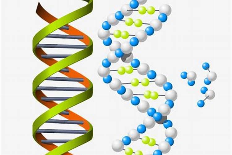 精浆中的多种酶、电解质和微量元素具体有哪些？