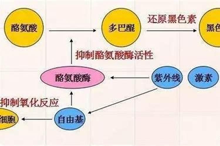 微量元素锌的概述及含锌的酶类