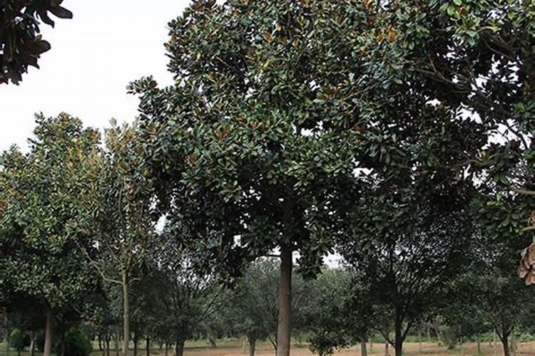 广玉兰怎么施肥