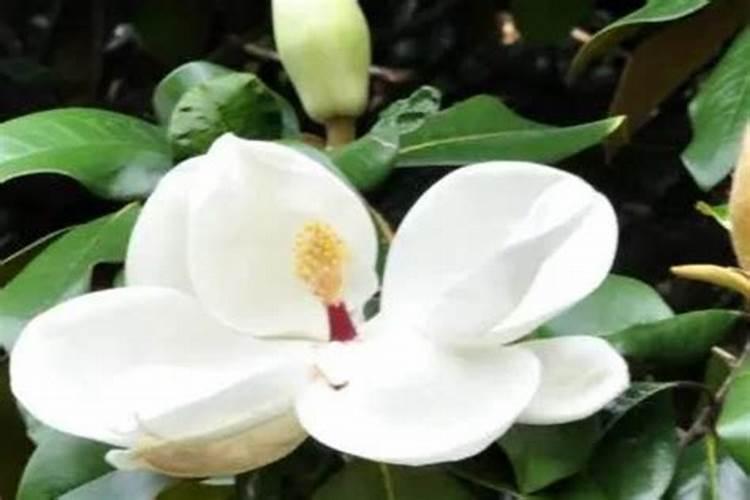 广玉兰如何施肥