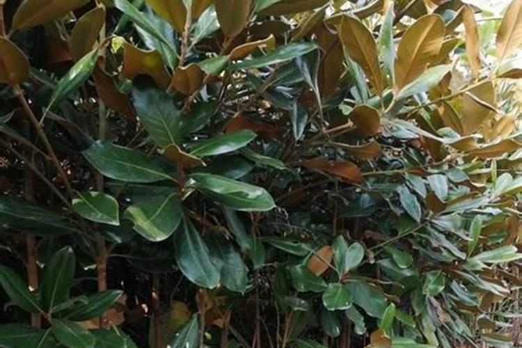 广玉兰施肥方法什么肥料好？