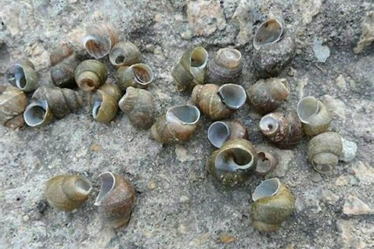 月季花用什么肥料？自制!