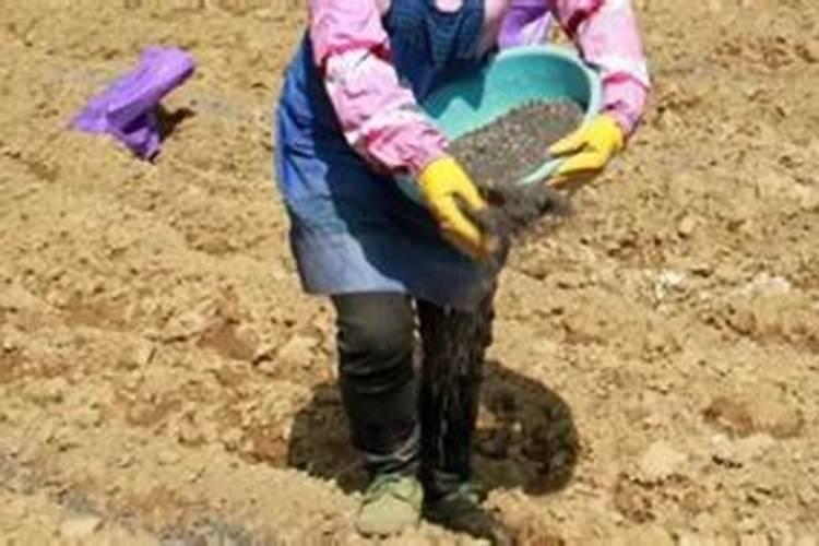 复合肥多久施一次 种菜一般几天施一次肥