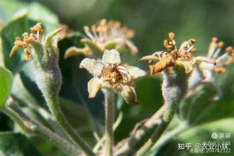 北方有哪些最常用的铺地植物或者是灌木