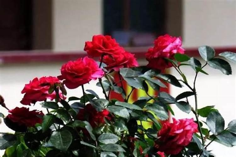 地被植物有哪些