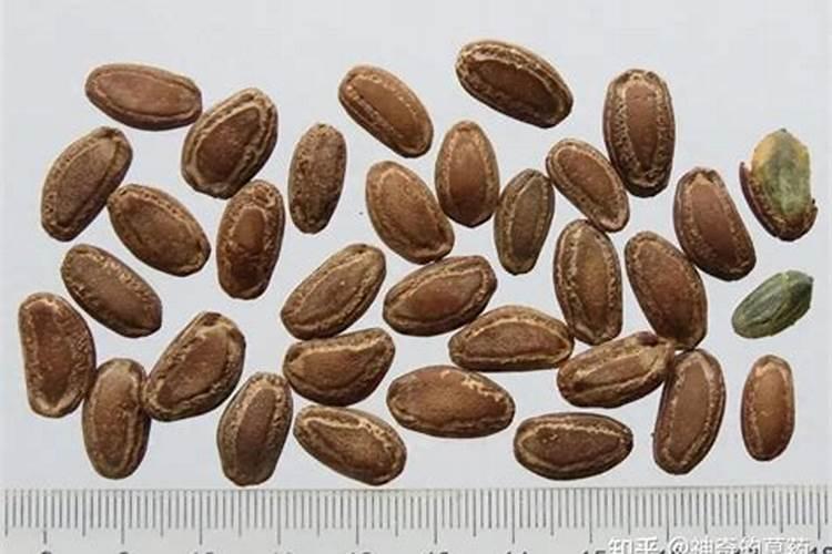 2022年长丰县土地可以一种植瓜娄吗