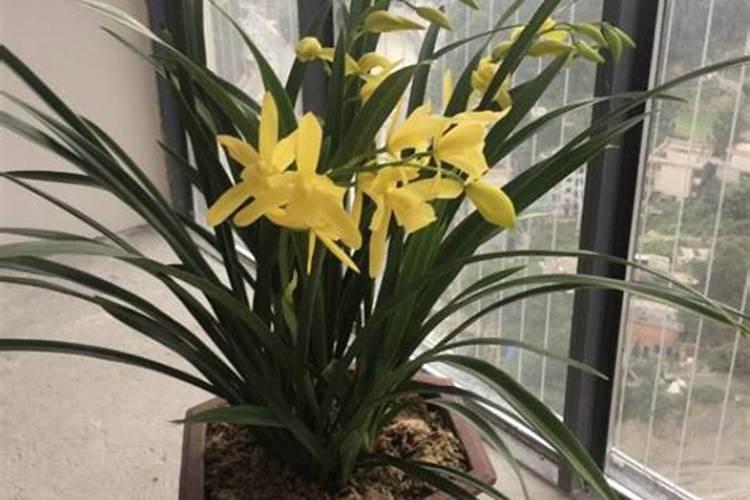 兰花什么季节施肥最好