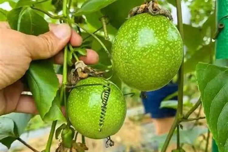 柑橘这样补硼, 花好叶好品质高