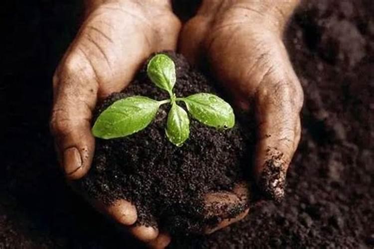 种植沙糖桔怎样使用生根剂