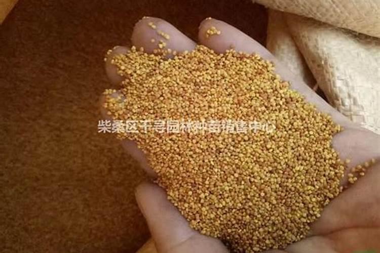 油菜亩产量一般多少斤 种植亩产及利润是多少