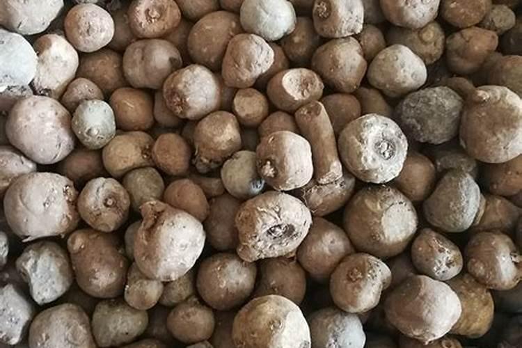 硼肥在杨梅膨果期能增加种子饱满度吗硼肥用于杨梅膨果时可提升种子饱满...