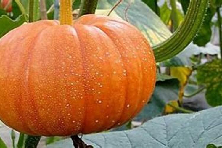 水溶肥桃树一亩用多少斤