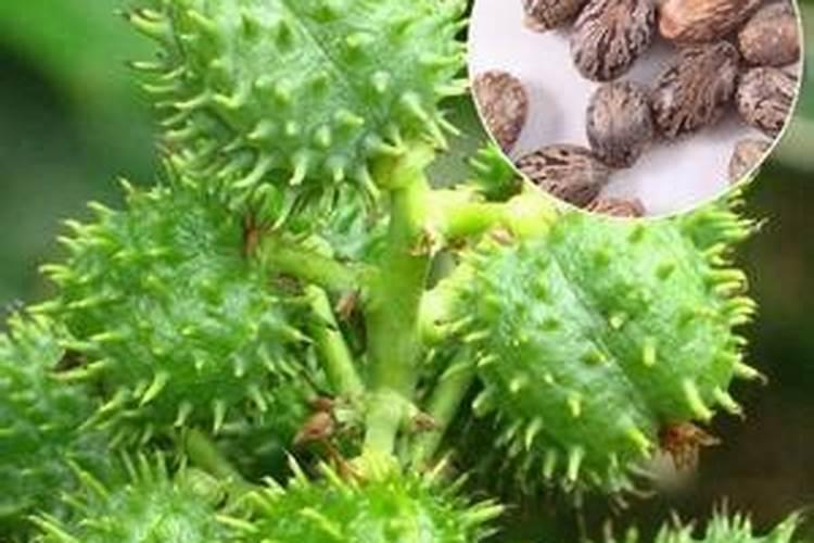 请教养兰高手用做君子兰肥料的(麻子)是蓖麻子吗