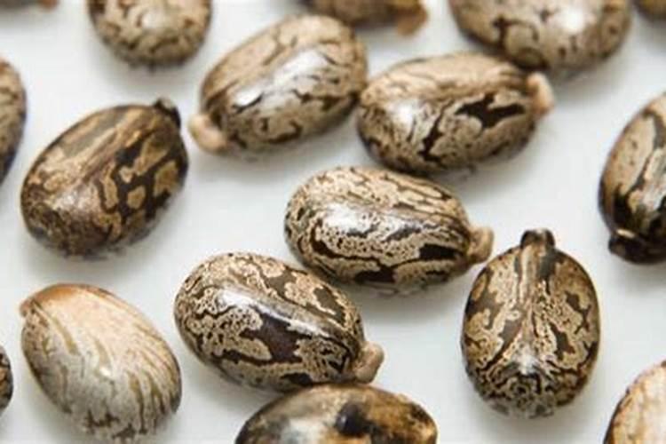 请教养兰高手用做君子兰肥料的(麻子)是蓖麻子吗