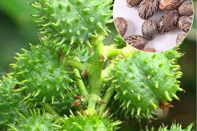 君子兰用什么肥料最好