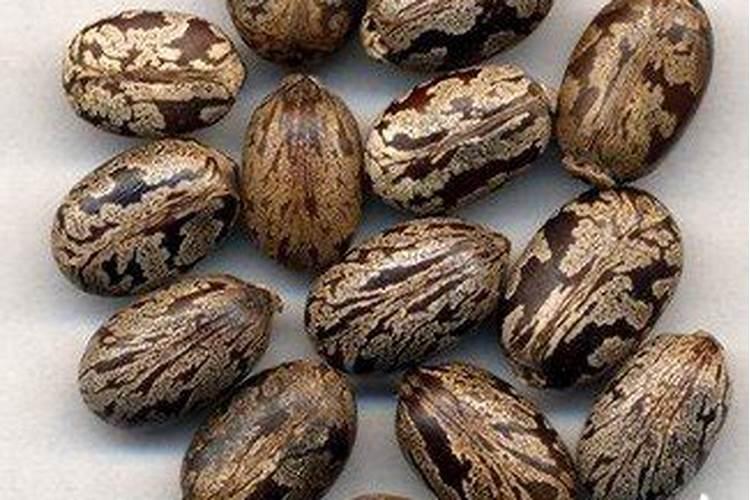 以前在农村常见种植蓖麻,为什么现在很少有人种了呢？