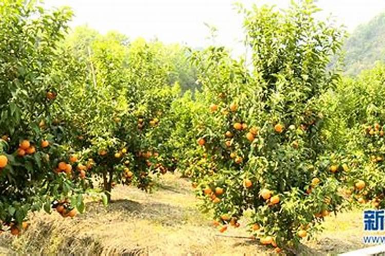 向日葵种植全流程,从选地到收获