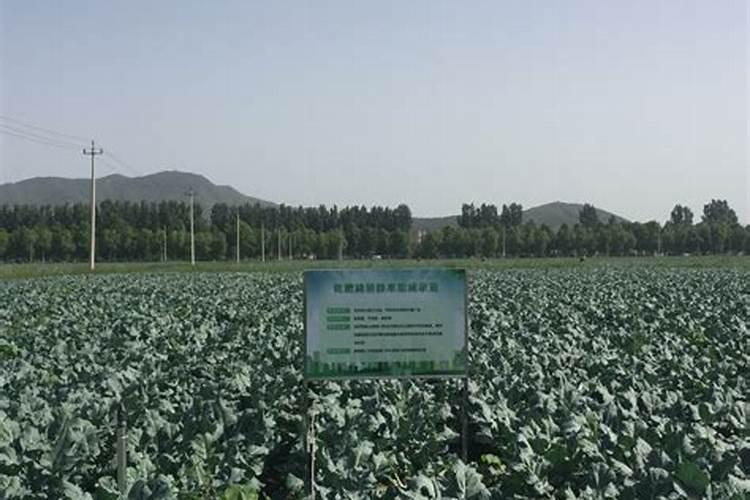 西红柿的种植用什么肥料好