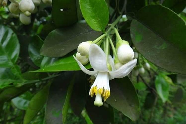 沙田抽几年结果实