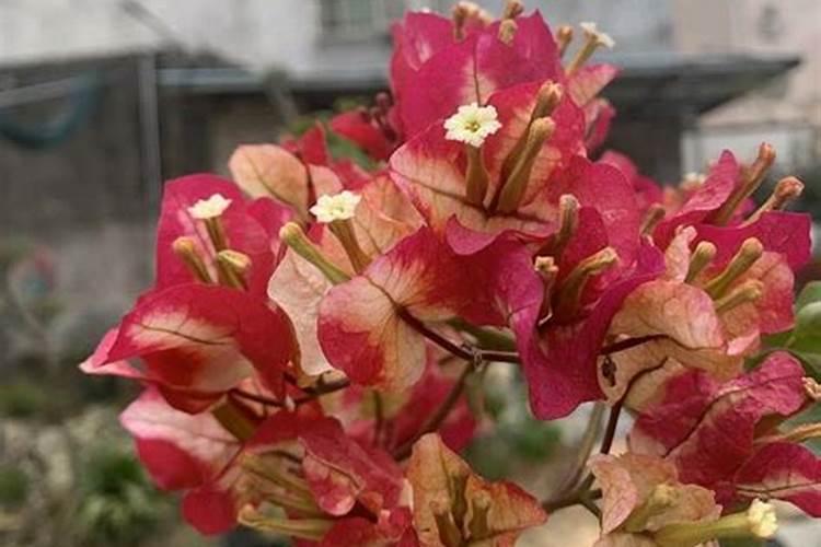 碳纤维是化合物吗