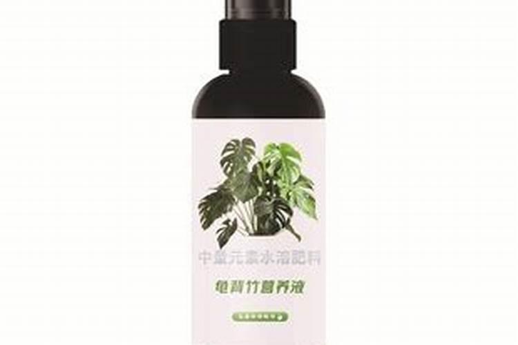 网红植物:各种各样的蔓绿绒及其养护技巧