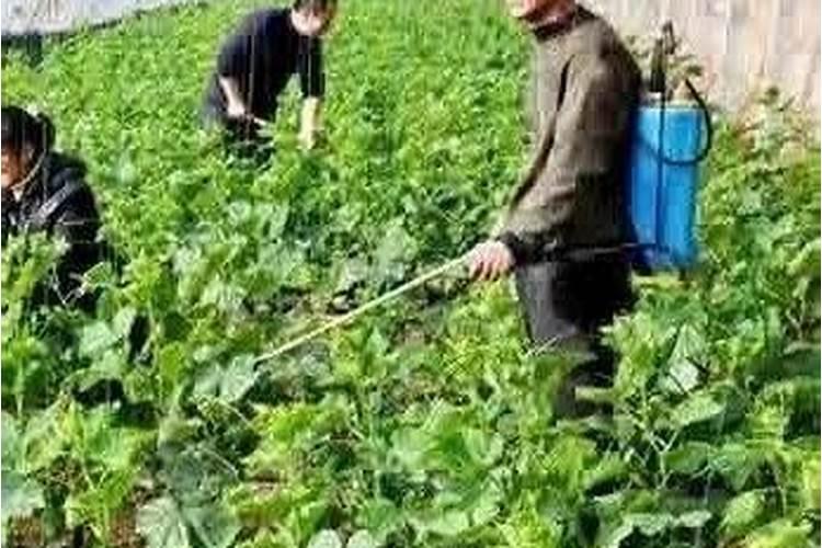 农药和化肥有什么区别