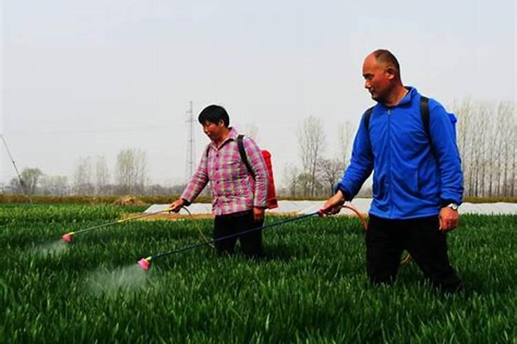 番茄,西瓜,黄瓜用什么肥料养根,生根壮苗主要用什么肥
