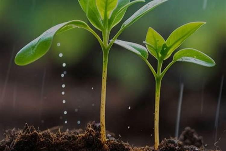 芝麻饼肥和菜籽饼哪个好