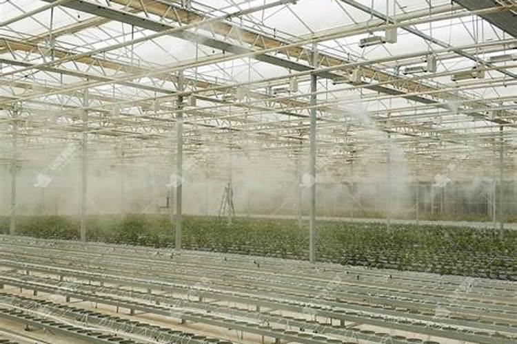 番茄定植后,什么时候打药好