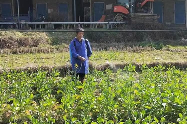 猕猴桃施肥时间和方法