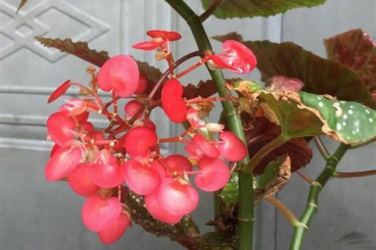 竹节海棠施什么肥竹节海棠怎么施肥