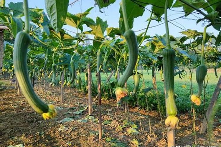 丝瓜最怕什么肥料 丝瓜不能使用什么肥料