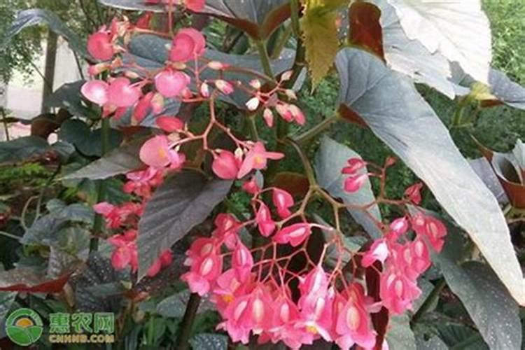 竹节海棠怎么施肥