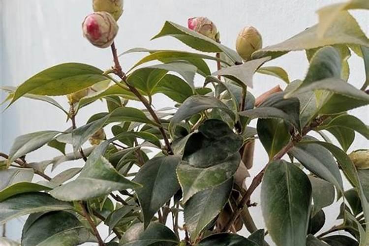 茶花打花苞时怎样施肥