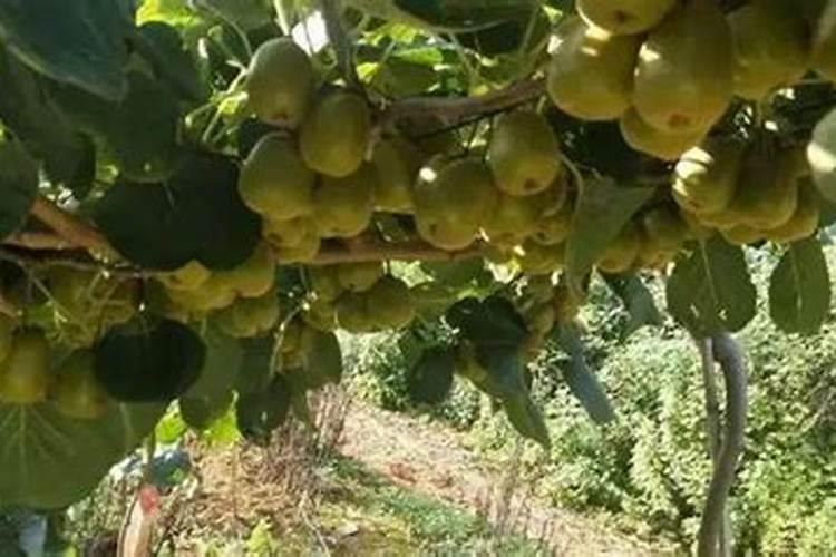 养花一般要施什么肥料