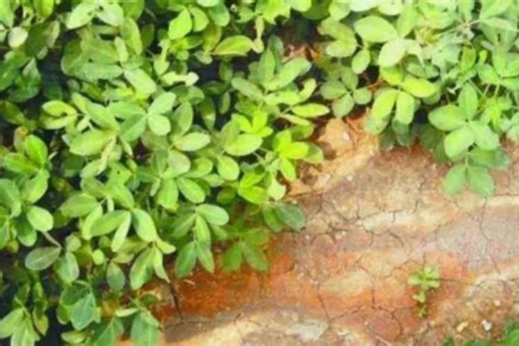 养花土壤调酸最好方法  腐植酸能调偏酸土壤吗