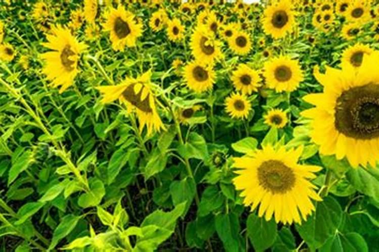 向日葵施肥配方技术