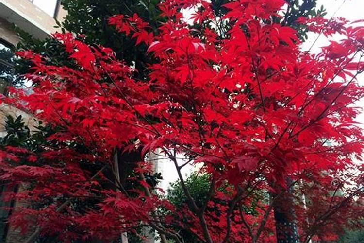 红枫树的叶子枯萎了怎么救治