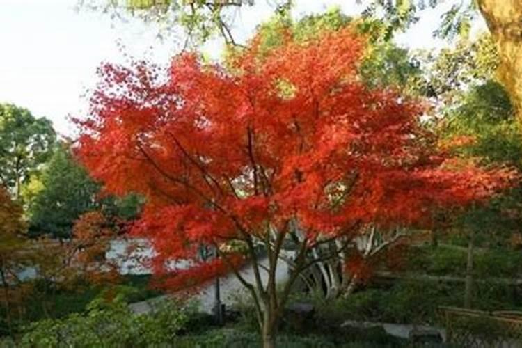 盆栽红枫为什么这样难啊,几年了没有种活一棵？