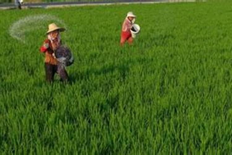 尿素施肥后多久见效 尿素的肥效期是多少天