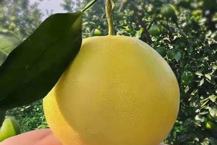 氮磷钾复合肥适合什么花 氮磷钾复合肥使用方法