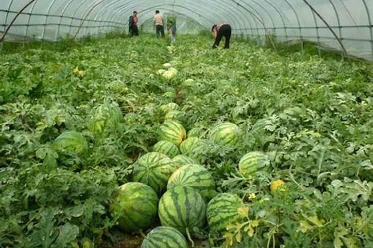 青储玉米如何施肥