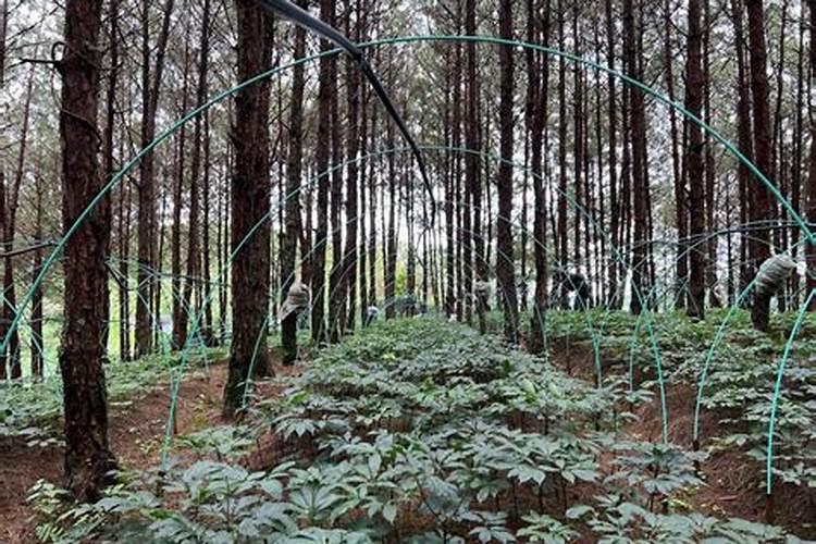 三七怎么养殖方法