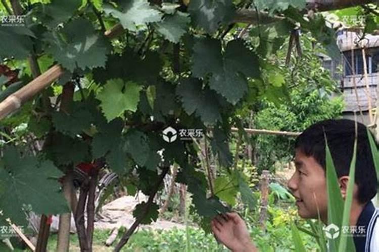 葡萄最怕三个肥料