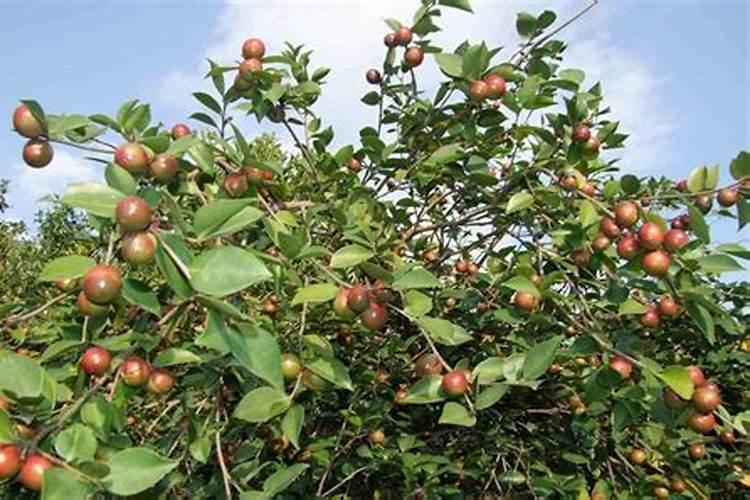 茶油树施肥不盖土可以吗