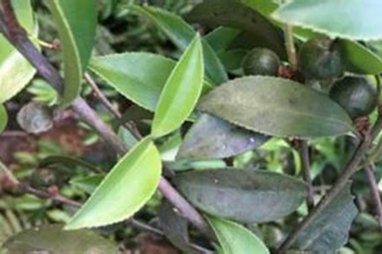 茶油树施肥不盖土可以吗