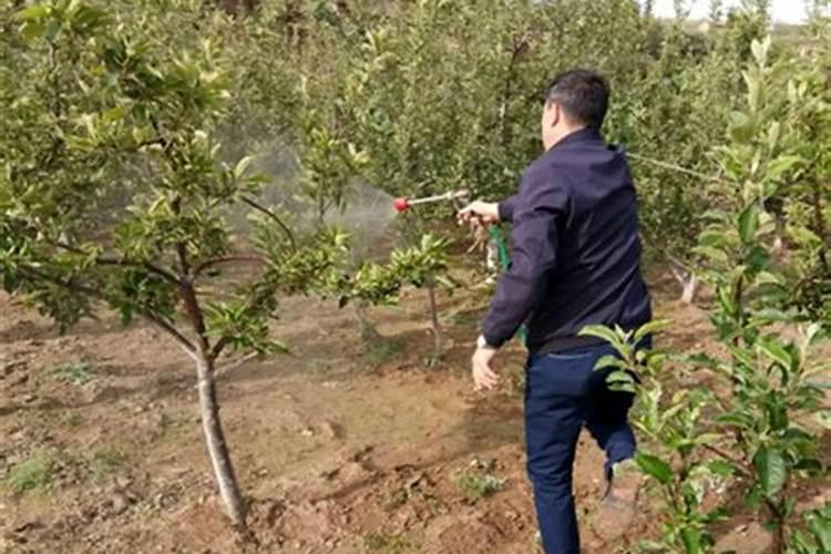 果树保花保果喷什么叶面肥结果多？果树膨果期用什么复合肥好？