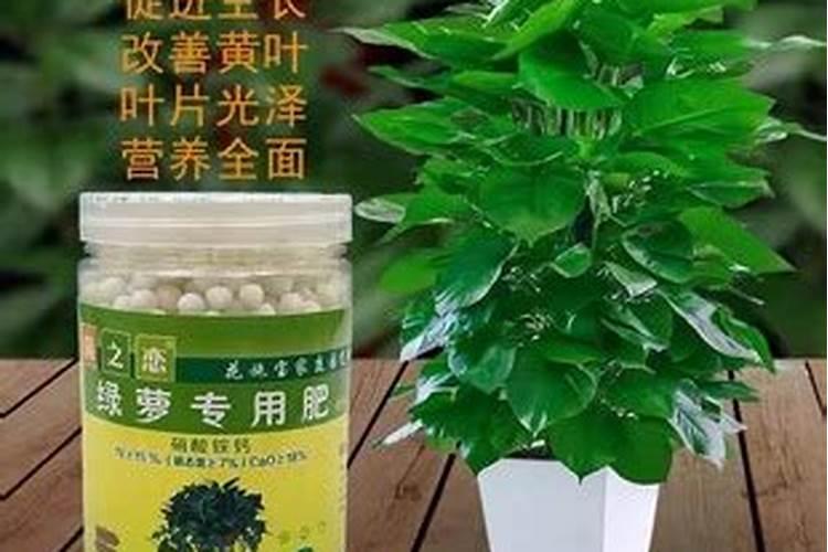 绿萝最好的肥料是啥